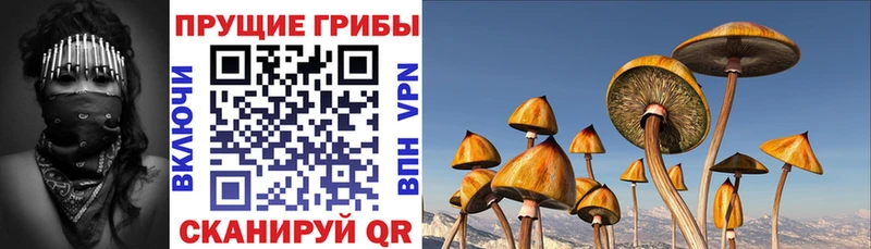 Купить где  Заинск  Галлюциногенные грибы GOLDEN TEACHER 